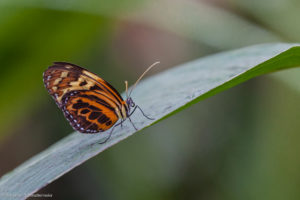 Schmetterlinge im Botanischen Garten München
