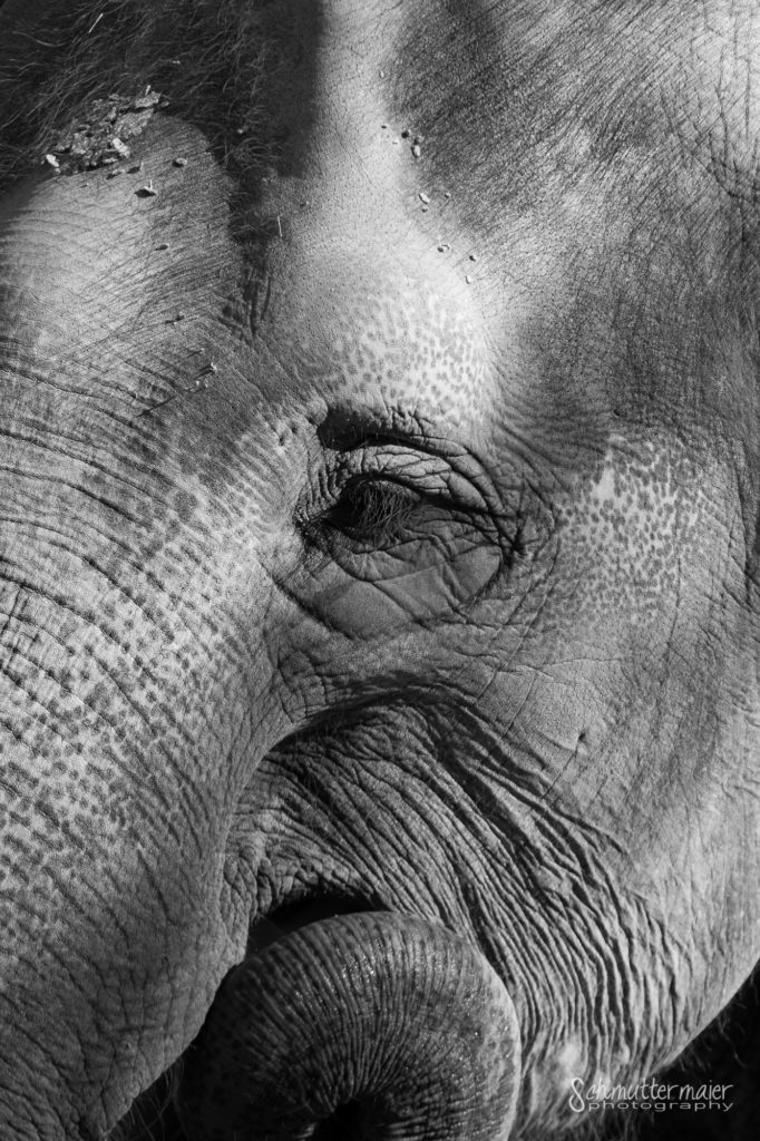 Detail eines Elefantenkopfes